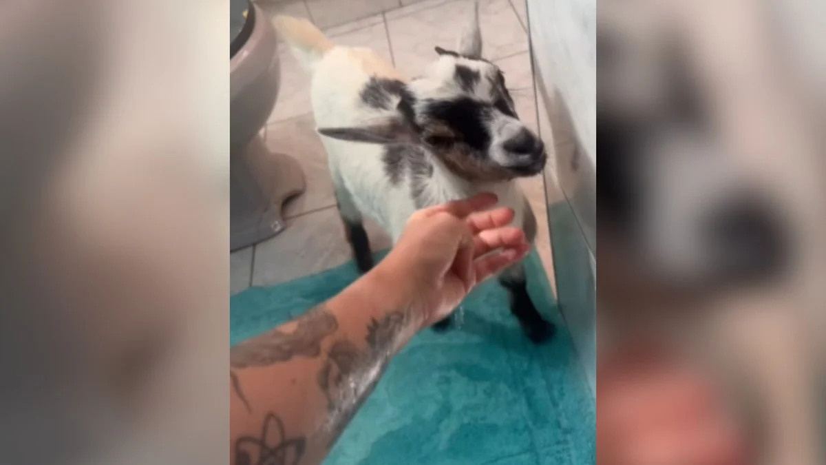 vídeo viral: cabrita chora e implora para entrar no banho com sua tutora veterinária