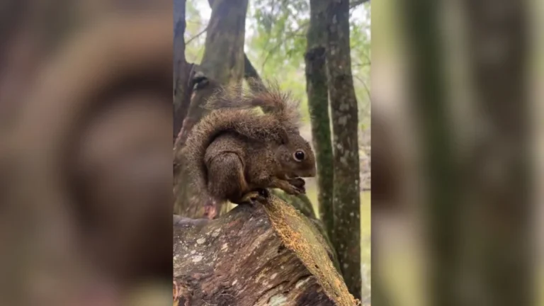 triatleta se espanta ao flagrar 'esquilo brasileiro' raro em parque: 'muito lindo!'