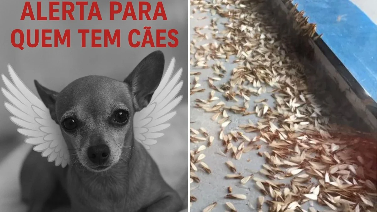 cães em risco: cupins de chuva podem causar intoxicação fatal em pets