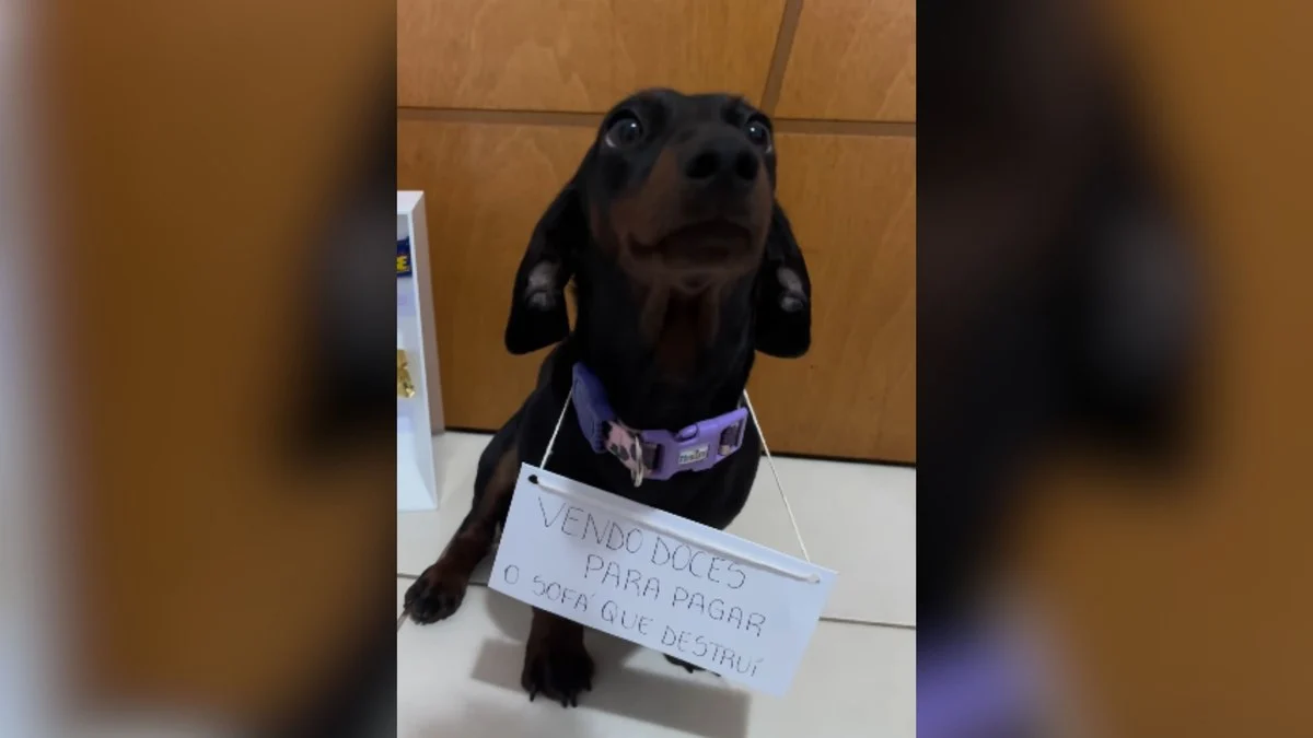 cãozinho salsicha vira vendedor de doces para pagar sofá destruído em vídeo viral