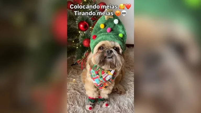 cachorro fofo não quer tirar meias de natal e vira sensação na internet