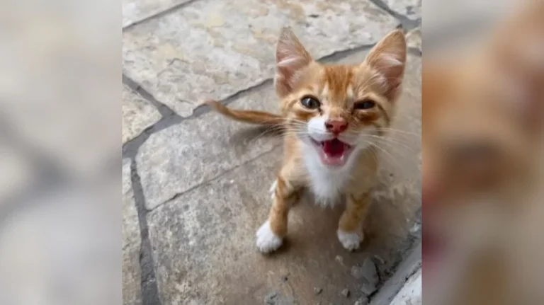 gatinho fofo viraliza com crise de espirros inesperada e encanta a web