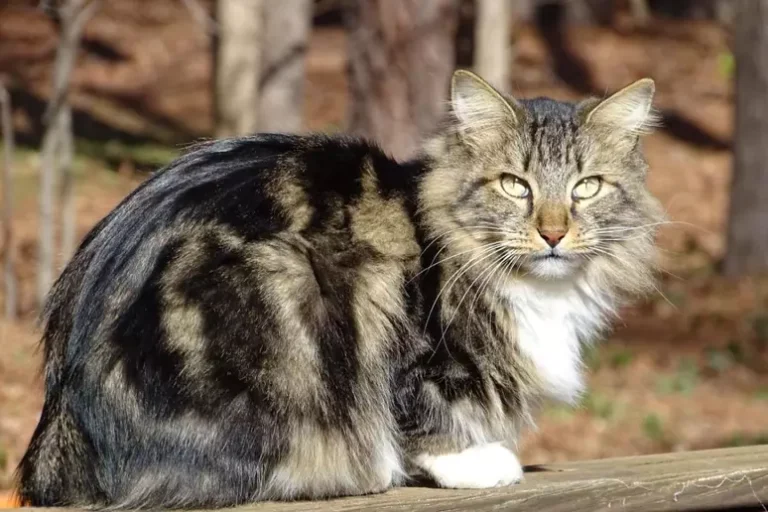 descubra 7 raças de gatos originárias dos estados unidos: do gigante maine coon ao charmoso american wirehair