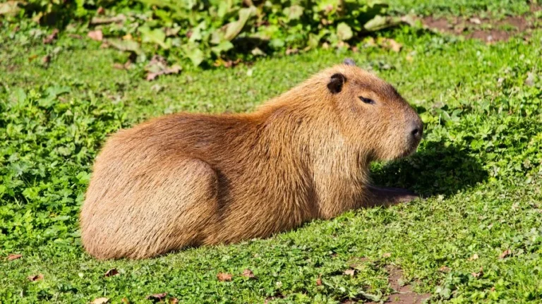 capivaras: o maior roedor do mundo e suas curiosidades fascinantes