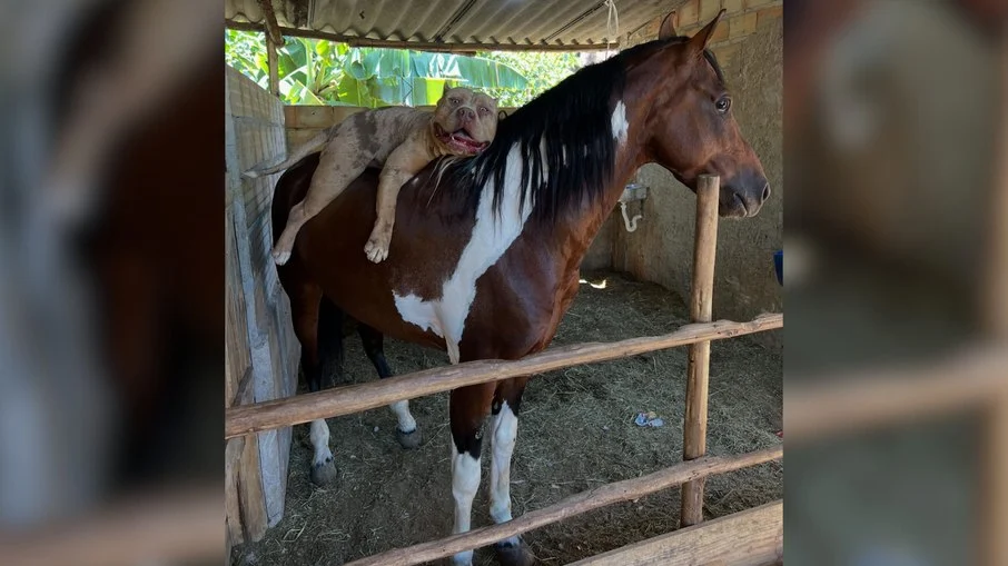 pitbull e cavalo protagonizam cena inusitada: cão descansa no dorso do equino em foto viral