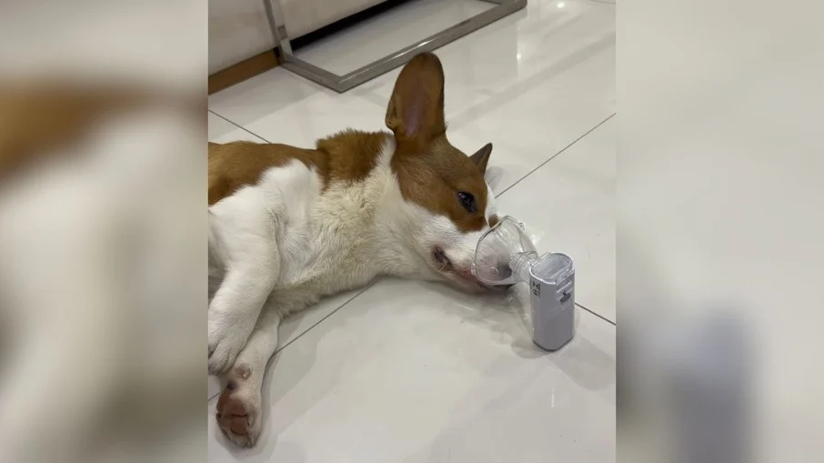cão com gripe vence o medo e aceita inalação em vídeo que encanta a web
