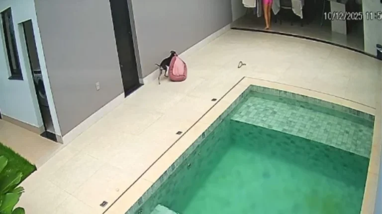 cachorrinha betina "salva" sua caminha da chuva e viraliza na web