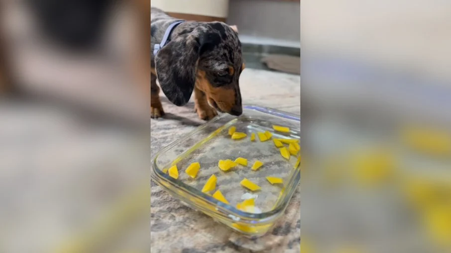 refrescante diversão: frutas na água animam e refrescam seu cão em dias quentes