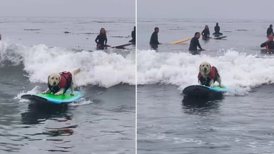 cão surfista surpreende na praia: vídeo viraliza e diverte internautas