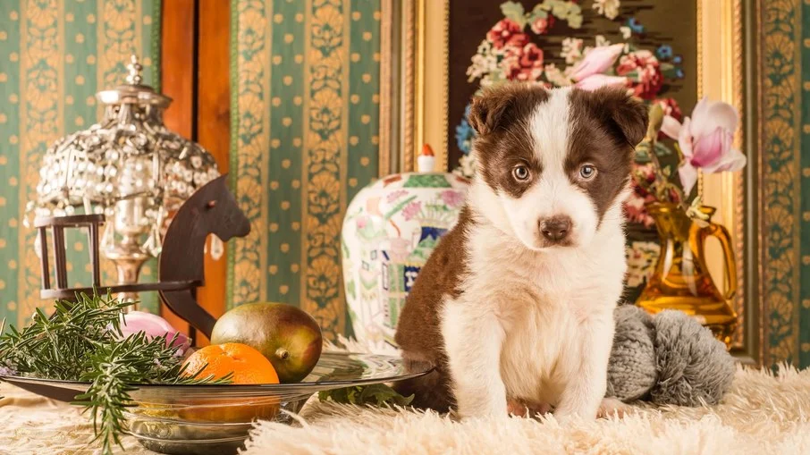 mercado imobiliário de luxo em sp: espaços pet viram prioridade, superando academias e piscinas