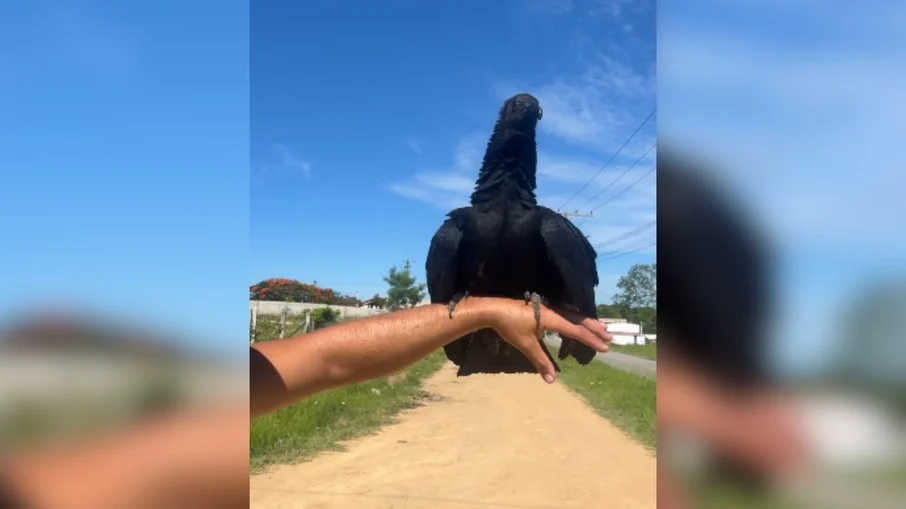 vídeo viraliza: urubu de estimação treinado atende ao chamado e encanta a web