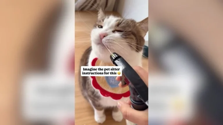 gato viraliza ao beber água de forma inusitada: borrifadas diretas na boca
