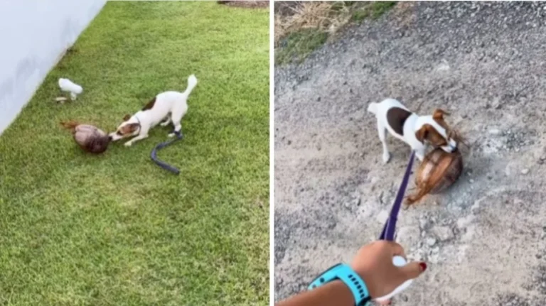 cachorro ignora passeio e escolhe destruir coco em vídeo que viralizou na web