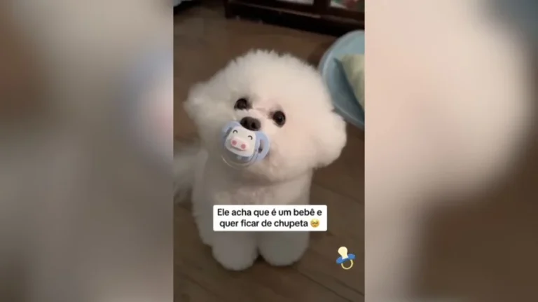 cachorrinho rouba a cena com chupeta e vira fenômeno viral na internet