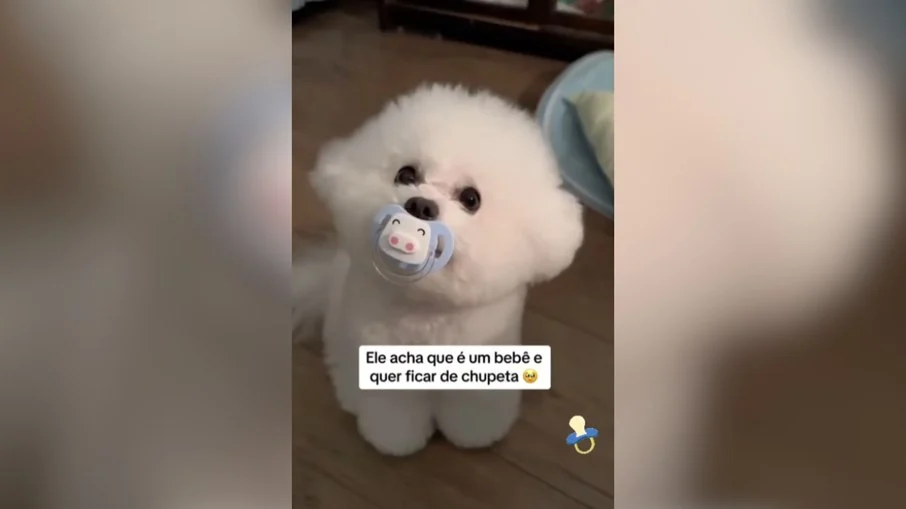 cachorrinho rouba a cena com chupeta e vira fenômeno viral na internet
