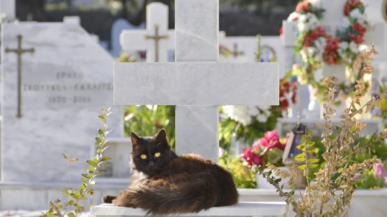 pets poderão ser sepultados com tutores em sp após aprovação na alesp