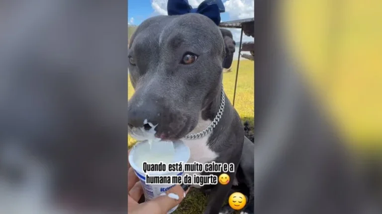 pitbull lambuzado de iogurte: vídeo fofo alivia calor e conquista a internet