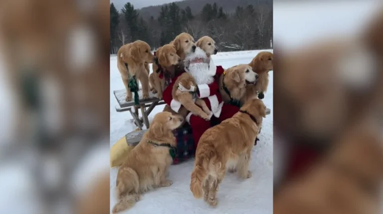 natal mágico: golden retrievers e papai noel em cena neve em vermont