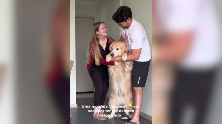 golden retriever pede 'aubraço' e derrete a internet com vídeo viral de 300 mil visualizações