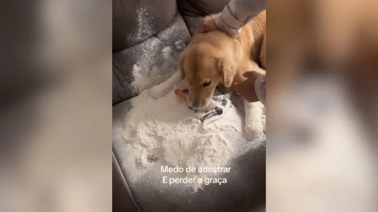 golden retriever vira boneco de neve após 'acidente' com farinha; veja o vídeo hilário