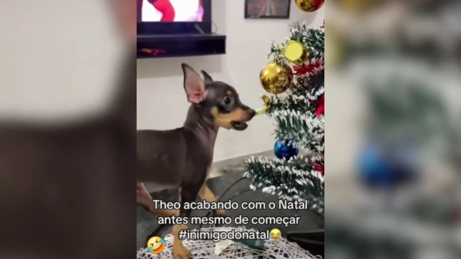 pinscher implacável destrói Árvore de natal antes da hora em vídeo viral
