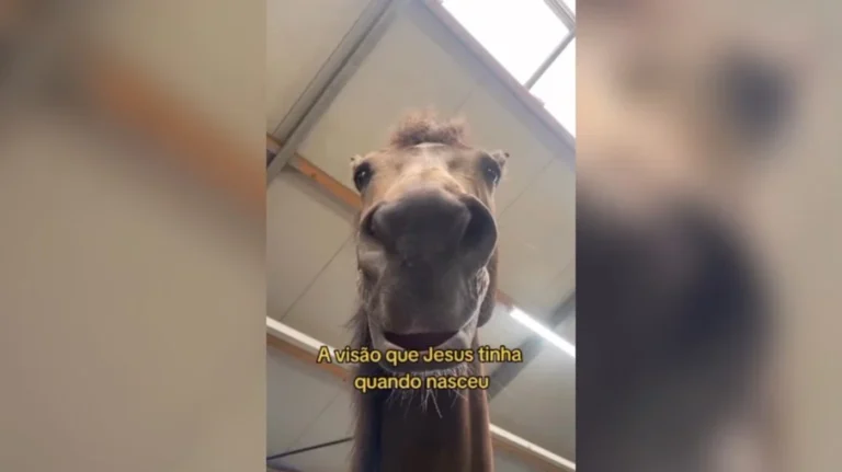 presépio inusitado: veja o nascimento de jesus pelos olhos dos animais!
