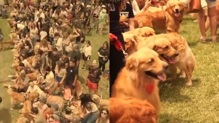 recorde mundial: 2.397 golden retrievers se reúnem em evento histórico na argentina