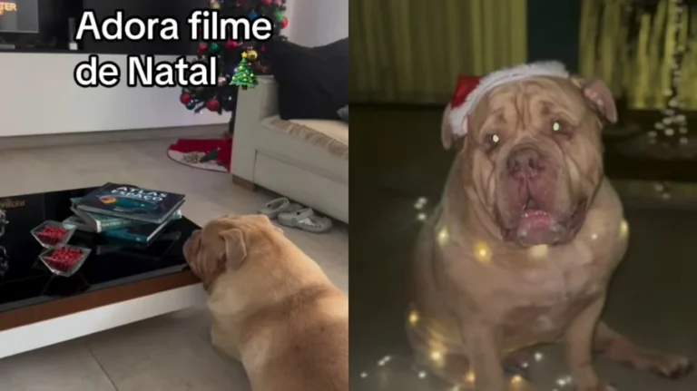 cão cinéfilo: buldogue bruce vira fenômeno natalino em vídeo divertido