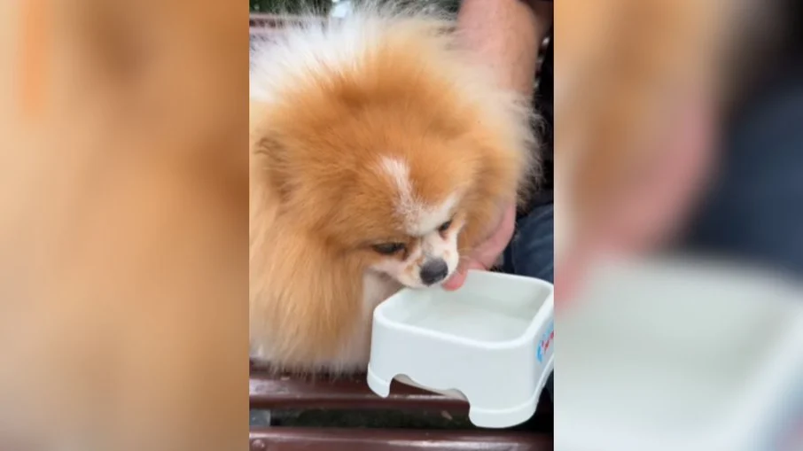 cachorro com sede? 5 bebidas refrescantes para hidratar seu pet no calor