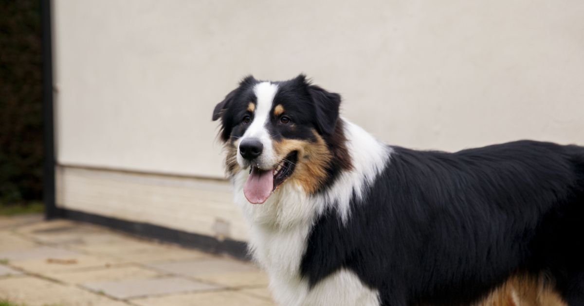 Cães de diferentes raças sentados em um campo, olhando com atenção e curiosidade