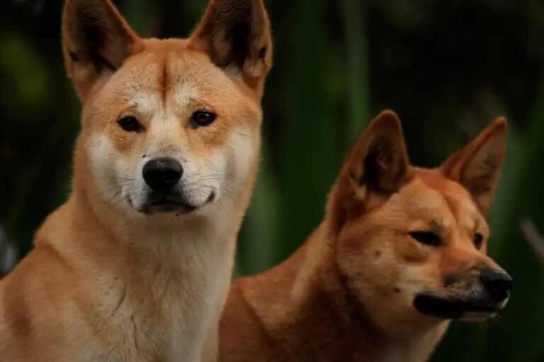 Dingo australiano em seu habitat natural no outback australiano ao nascer do sol.
