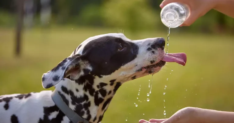Cachorro e gato aproveitando o verão e se mantendo hidratados com água fresca.