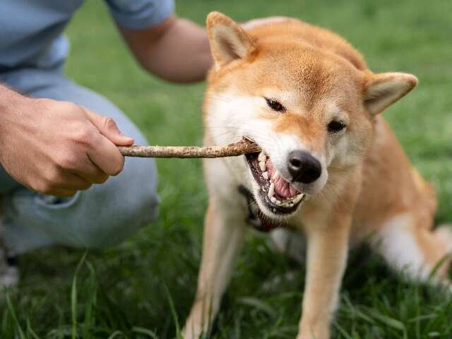 Cão brincando com brinquedo em parque, demonstrando instinto de caça manejado com atividade lúdica.