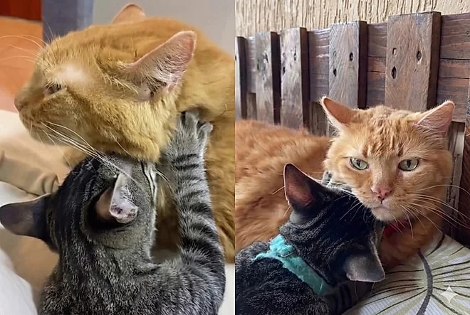 gato 'pai de todos': mike, 12 anos, adota qualquer filhote resgatado e derrete a internet com amor incondicional