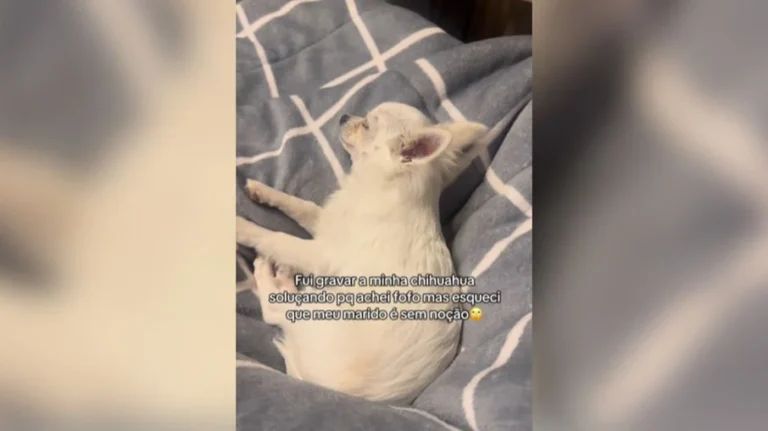 cachorro com soluço persistente é curado com método inusitado e viraliza na web