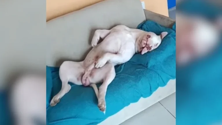pitbull finge dormir para enganar tutor: "cara de safado!"