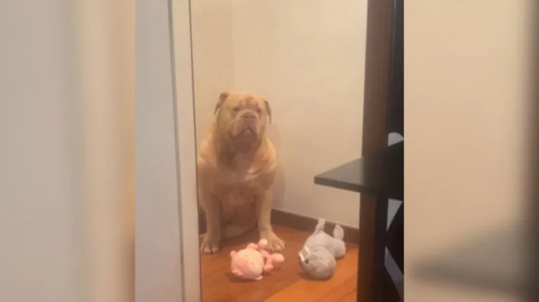 buldogue faz drama: cãozinho comove web ao "chorar" por não poder brincar agora