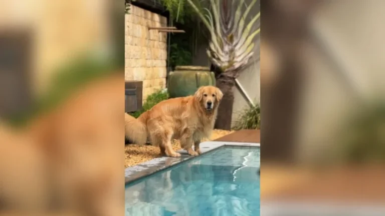 golden retriever desobedece tutora e mergulha na piscina em vídeo viral