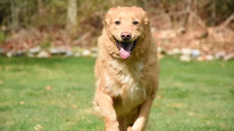 dono de hotel pet é denunciado por maus tratos após morte de cadela em onda de calor no rj