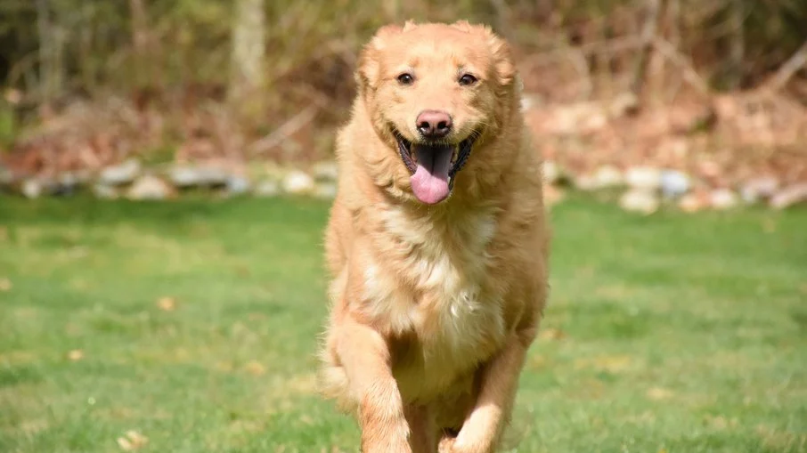 dono de hotel pet é denunciado por maus tratos após morte de cadela em onda de calor no rj