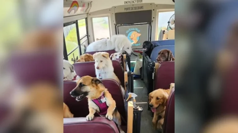 Ônibus canino no canadá: cães em creche ganham transporte vip para dia divertido