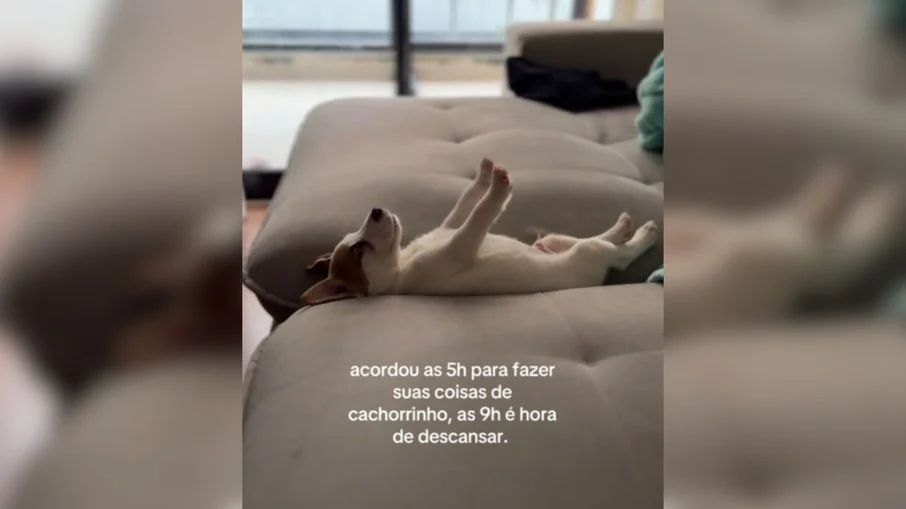cachorro viraliza com sono inusitado após rotina matinal puxada: veja o vídeo!