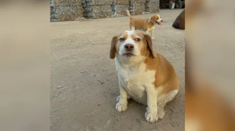 mootoo, o cão viral com 1,3 milhão de seguidores e expressões que conquistam a web