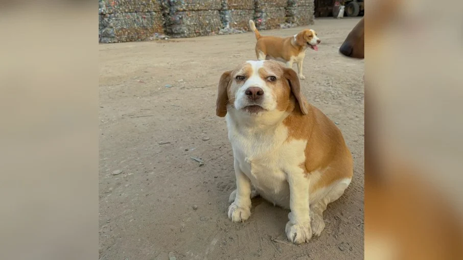 mootoo, o cão viral com 1,3 milhão de seguidores e expressões que conquistam a web