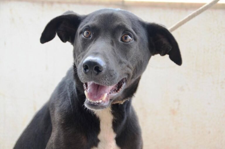 Pessoa em situação de rua com seu cachorro em frente a um abrigo com ala para animais