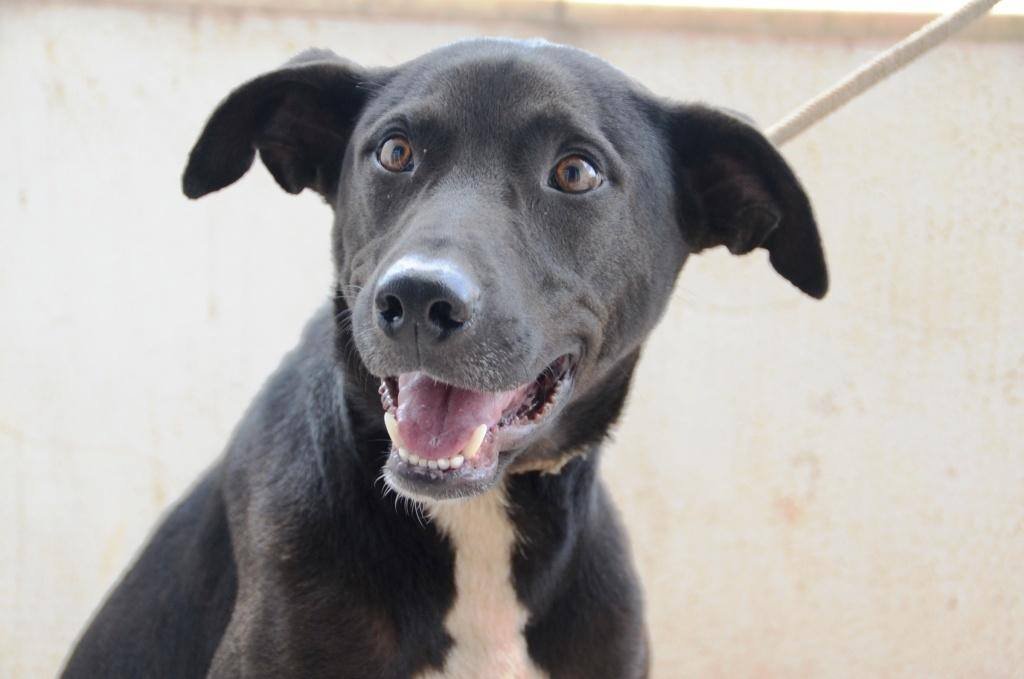 Pessoa em situação de rua com seu cachorro em frente a um abrigo com ala para animais