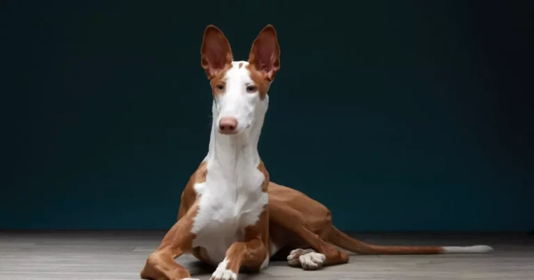 Cinco raças de cães espanhóis distintas em um cenário rural espanhol