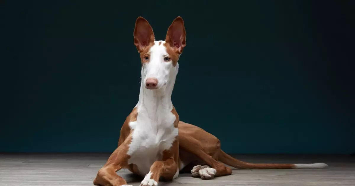 Cinco raças de cães espanhóis distintas em um cenário rural espanhol